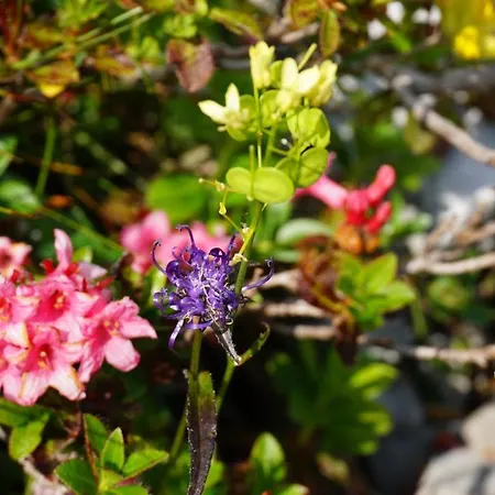 Ξενοδοχείο Alpensportlodge *