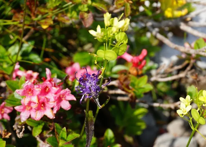 Hotel Alpensportlodge *